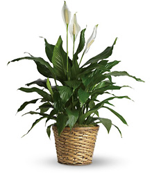 Simply Elegant Spathiphyllum - Medium from Victor Mathis Florist in Louisville, KY